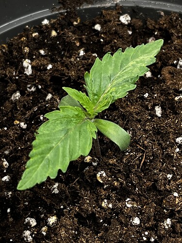 Growreport Bild 2