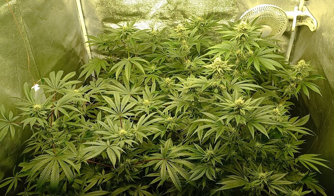 Growreport Bild 1