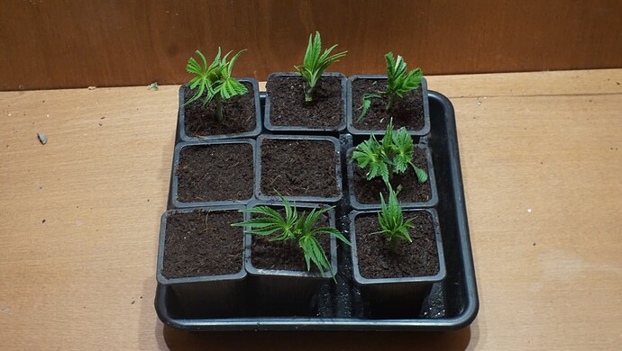 Growreport Bild 3