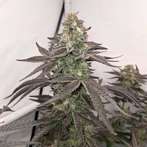 479816862_122169929294293599_2163581539064309179_n