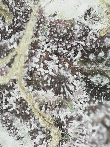 Growreport Bild 50