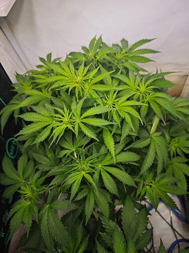 Growreport Bild 26