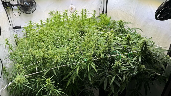 Growreport Bild 1