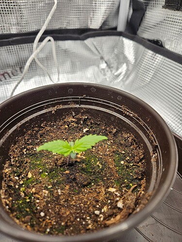 Growreport Bild 7