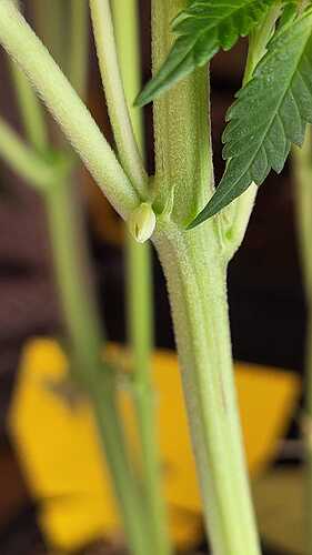 Growreport Bild 1
