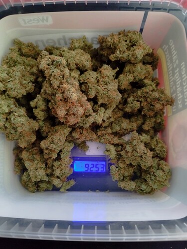 Ein Behälter voller getrockneter Cannabis-Buds, die auf einer digitalen Waage liegen, die 92,53 Gramm anzeigt.