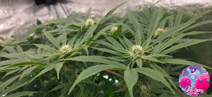 Growreport Bild 21