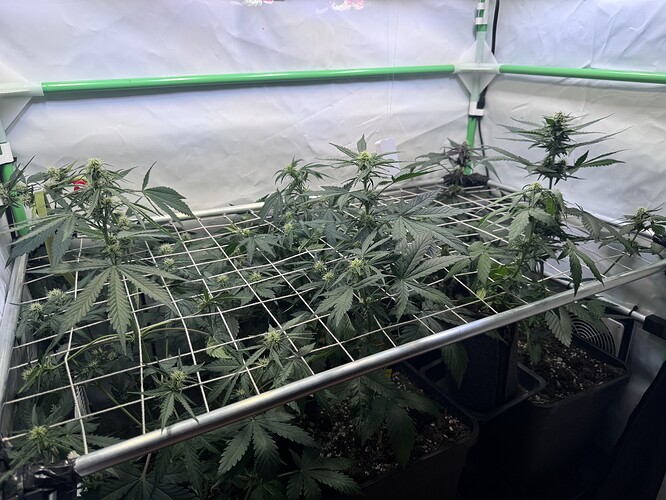 Growreport Bild 1