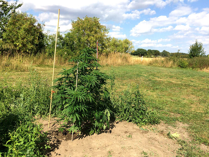 Grow26072507