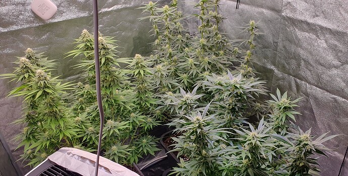 Growreport Bild 1