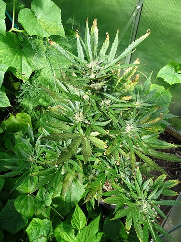 Growreport Bild 13