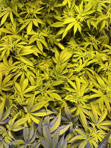 Growreport Bild 5