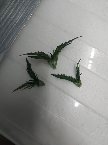 Growreport Bild 10