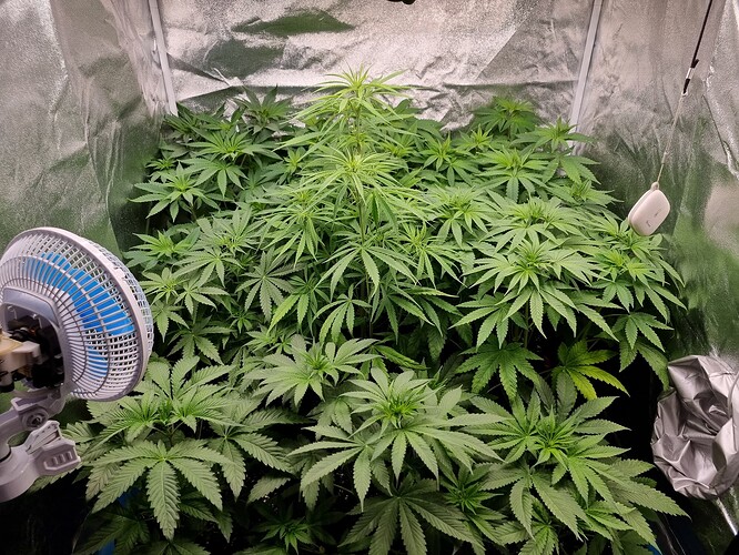 Mehrere junge Cannabispflanzen in einem Zelt, eine davon in der Mitte ist deutlich größer und höher als die anderen. Ein Ventilator ist links im Bild zu sehen.