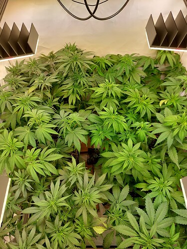 Growreport Bild 2