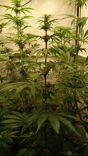 Growreport Bild 9
