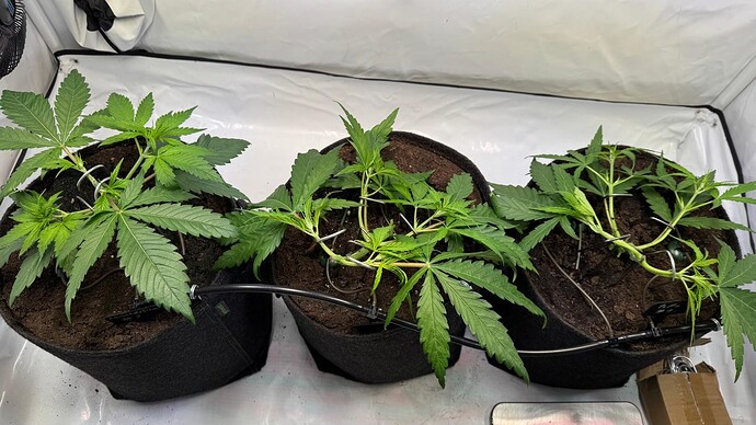Growreport Bild 2