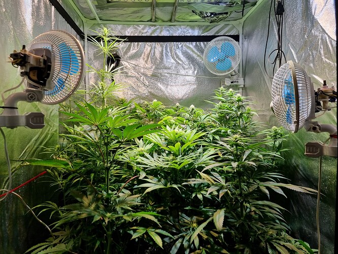 Mehrere Cannabispflanzen in einem Zelt mit Lüftern und reflektierender Folie.