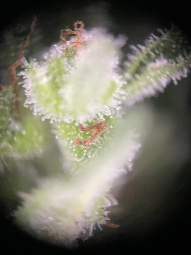 Growreport Bild 25