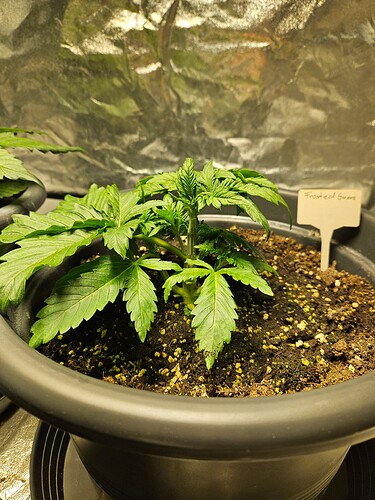 Growreport Bild 35