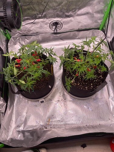 Growreport Bild 3