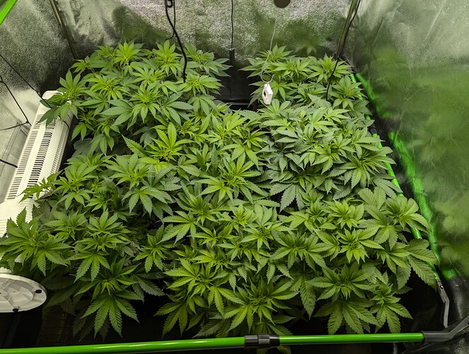 Growreport Bild 7