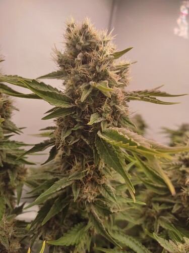 Growreport Bild 23