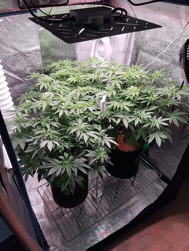 IMG_20250117_205644 - Kopie