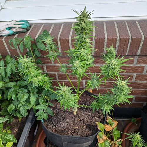 PXL_20240714_082017269