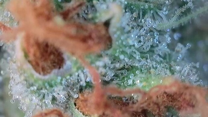 Growreport Bild 21