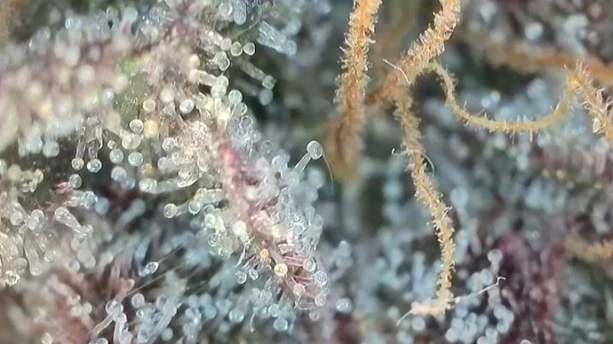 Growreport Bild 9