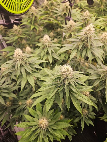 Growreport Bild 18