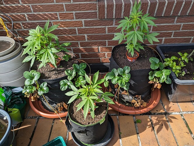 PXL_20240611_151212376