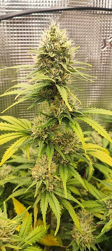 Growreport Bild 5