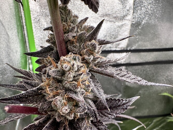Growreport Bild 23