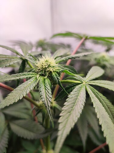 Growreport Bild 7