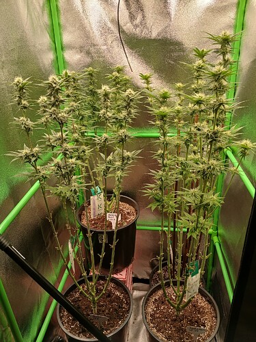 Growreport Bild 1