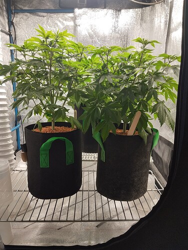 Growreport Bild 5