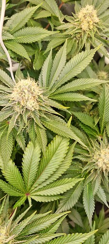 Growreport Bild 44