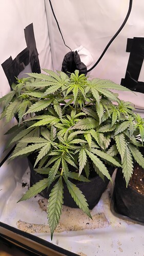 Growreport Bild 29