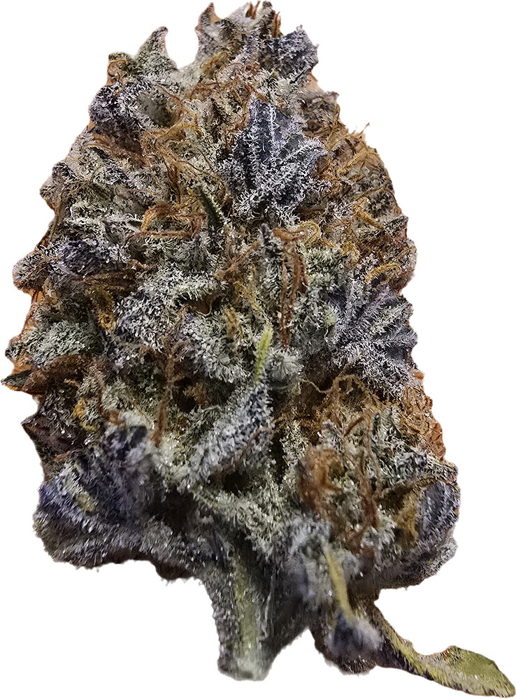 3 Ladys wachsen im ersten Indoor Wintergrow