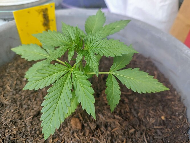 Growreport Bild 1