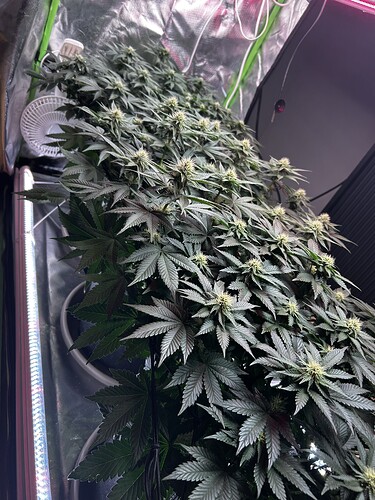 Growreport Bild 12
