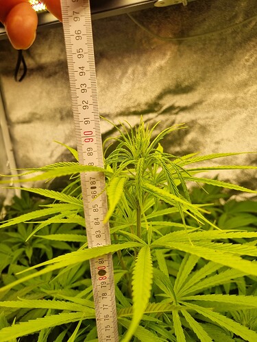 Eine junge Cannabispflanze wird mit einem Maßband gemessen, das etwa 80 cm anzeigt.