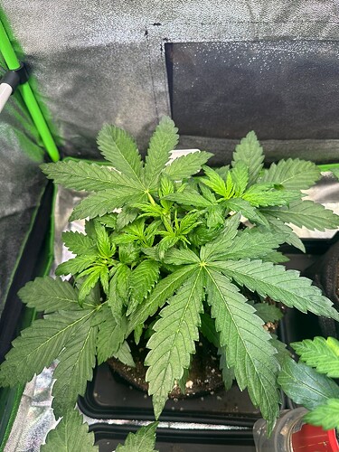 Growreport Bild 28