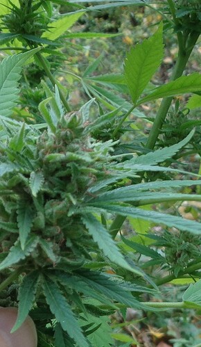 Dubai Poison1