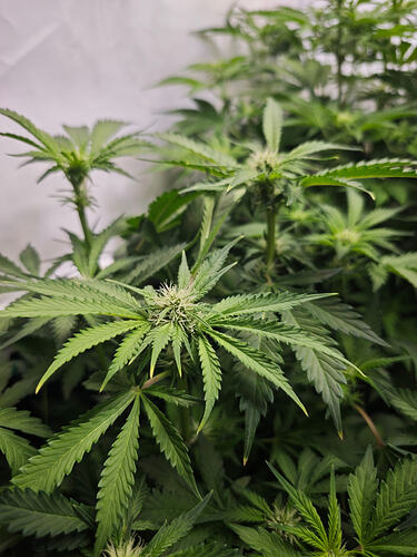 Growreport Bild 33