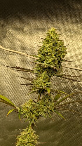 Growreport Bild 2
