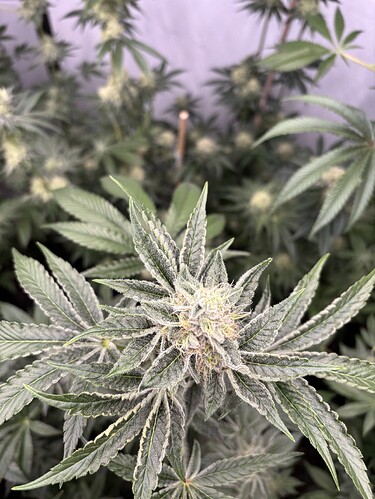 Growreport Bild 8
