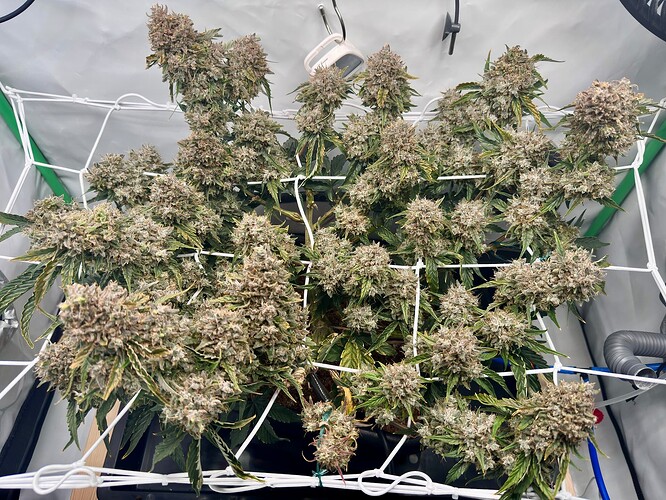 Growreport Bild 18
